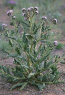 Image of gypsum phacelia