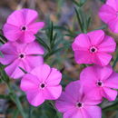 Image de Phlox nana Nutt.