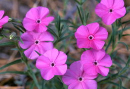 Image of Santa Fe phlox