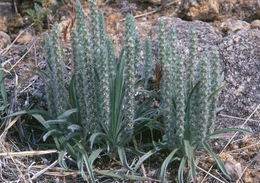 Image of woolly plantain