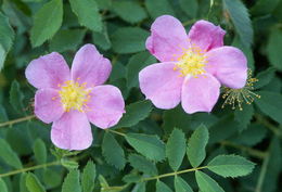 Image of Woods' rose