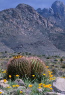 Image de Ferocactus wislizeni (Engelm.) Britton & Rose