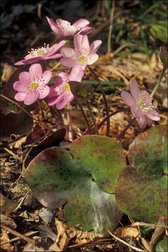 Image of American liverleaf