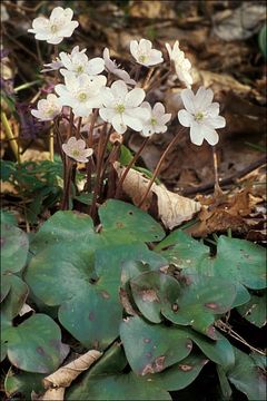 Image of American liverleaf