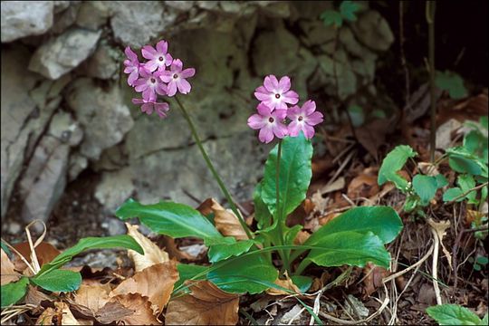 Слика од Primula carniolica Jacq.