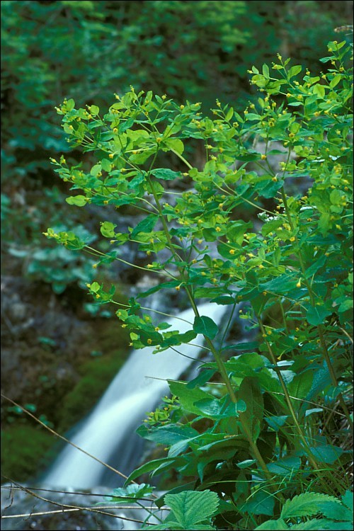 Image of Euphorbia carniolica Jacq.