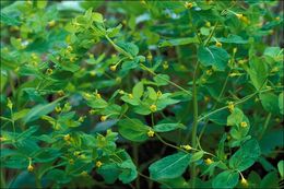 Image of Euphorbia carniolica Jacq.