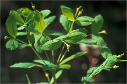 Image of Euphorbia carniolica Jacq.