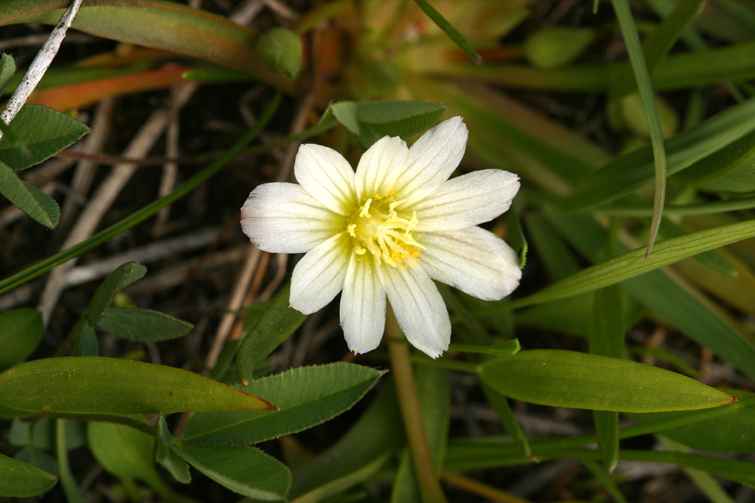 Image of Nevada lewisia