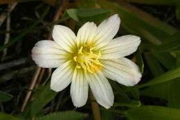 Image of Nevada lewisia