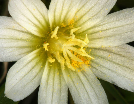 Image of Nevada lewisia