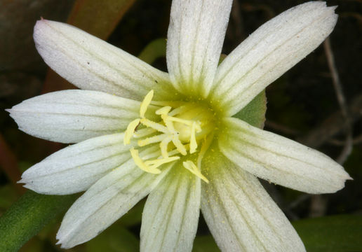 Image of Nevada lewisia