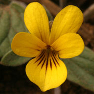 Image de Viola purpurea var. integrifolia (Baker & Clausen) J. T. Howell
