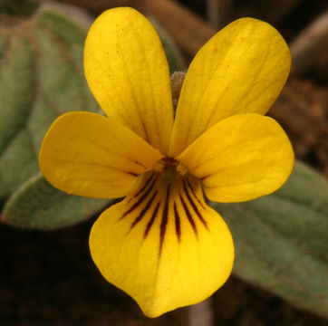 Image de Viola purpurea var. integrifolia (Baker & Clausen) J. T. Howell