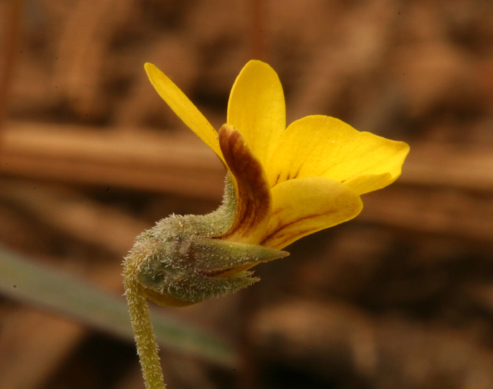 Image de Viola purpurea var. integrifolia (Baker & Clausen) J. T. Howell