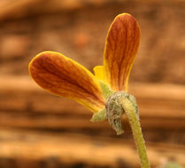 Image of goosefoot violet