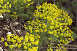 Слика од Euphorbia cyparissias L.