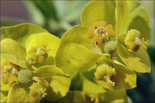 Image of Cypress Spurge