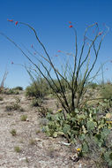 Image of ocotillo