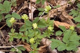 Image of moschatel, townhall clock