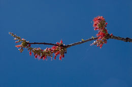 Image of ocotillo