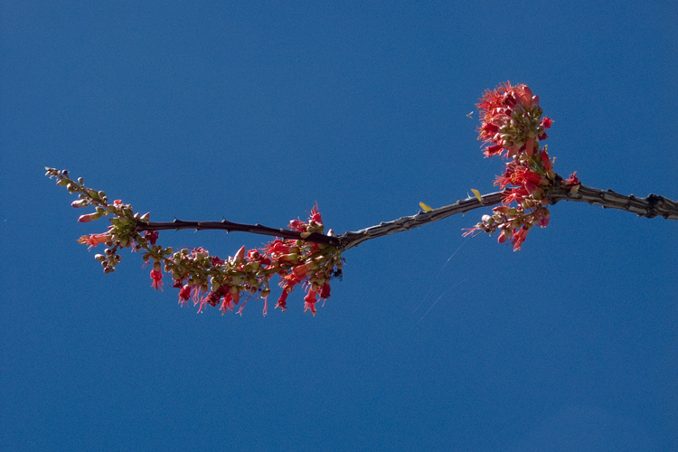 Image of ocotillo