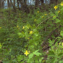 Image of celandine