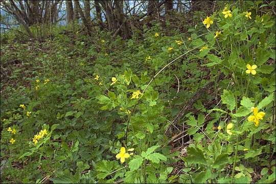 Image of Greater celandine