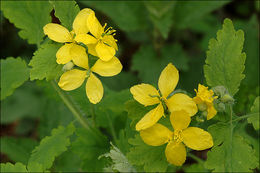 Imagem de Chelidonium majus L.