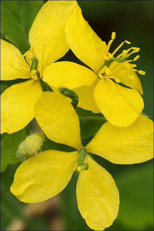 Imagem de Chelidonium majus L.