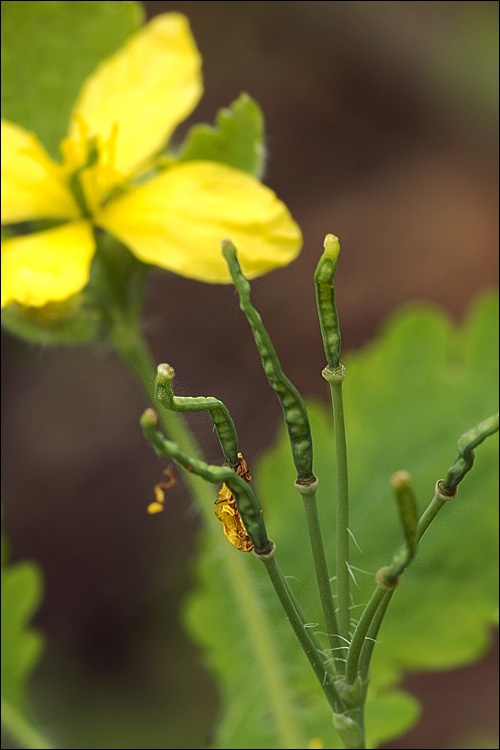 Imagem de Chelidonium majus L.