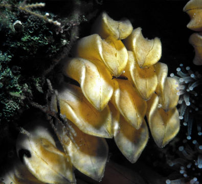 Image of foliate thorn purpura