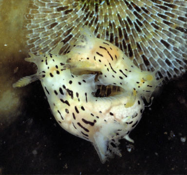 Image of orange-spike polycera