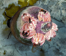 Image of Megabalanus californicus (Pilsbry 1916)