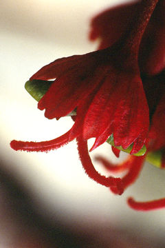 Image of Red Maple