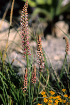 Image of Texas feathershank