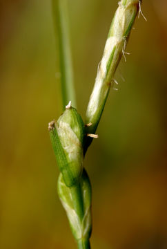 Carex multicaulis L. H. Bailey的圖片