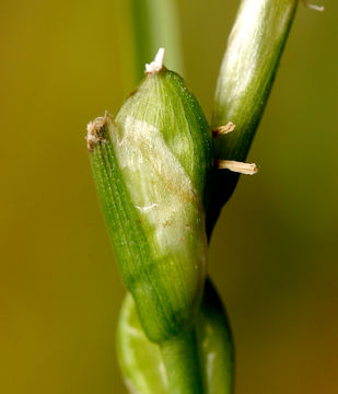 Image of manystem sedge