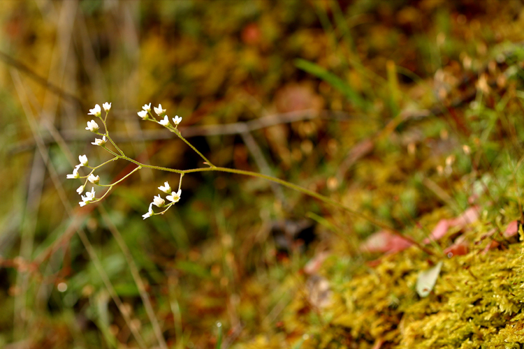 Imagem de Micranthes californica (Greene) Small