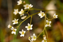 Imagem de Micranthes californica (Greene) Small