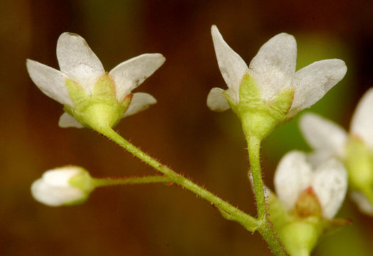 Imagem de Micranthes californica (Greene) Small