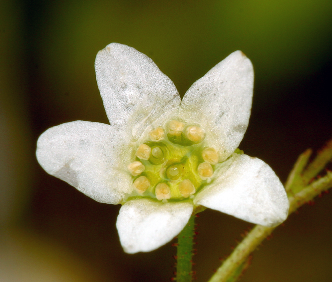 Imagem de Micranthes californica (Greene) Small