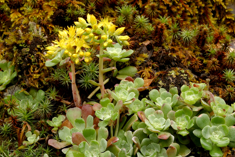 Image of broadleaf stonecrop