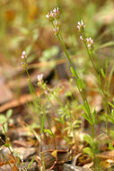 Image of <i>Plectritis ciliosa</i>