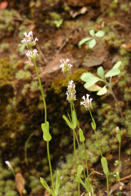 Image of <i>Plectritis ciliosa</i>