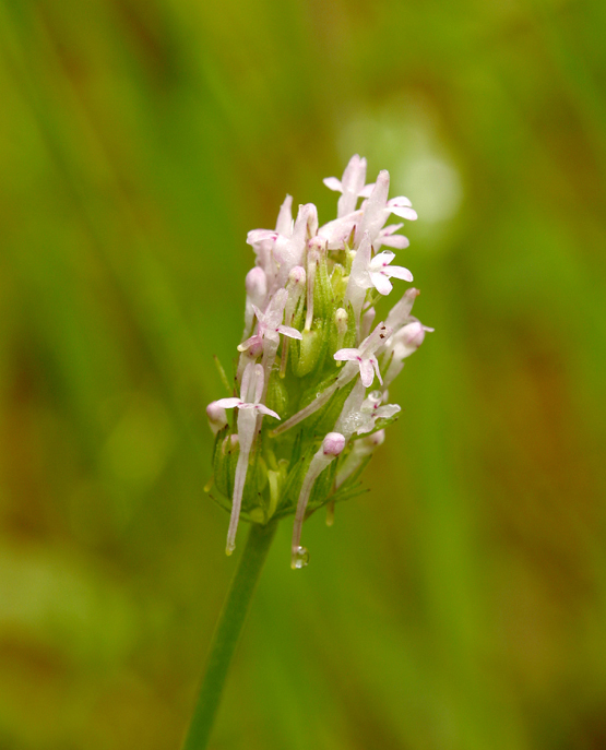 Image of <i>Plectritis ciliosa</i>