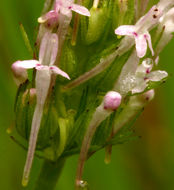 Image of <i>Plectritis ciliosa</i>