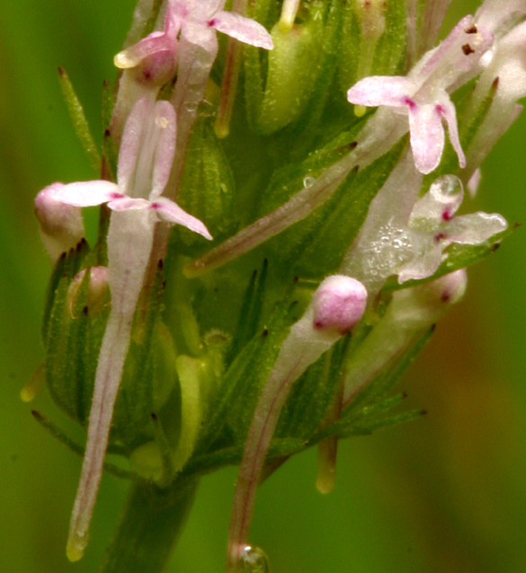 Image of <i>Plectritis ciliosa</i>