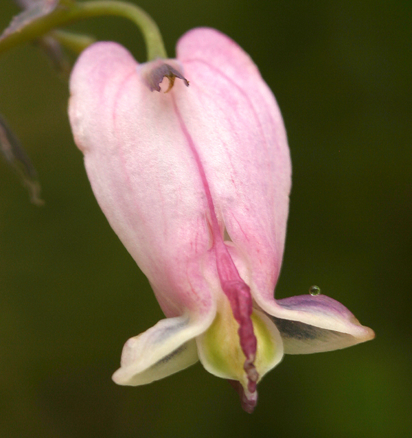 Image of Pacific bleeding heart