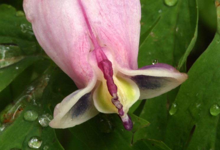 Image of Pacific bleeding heart